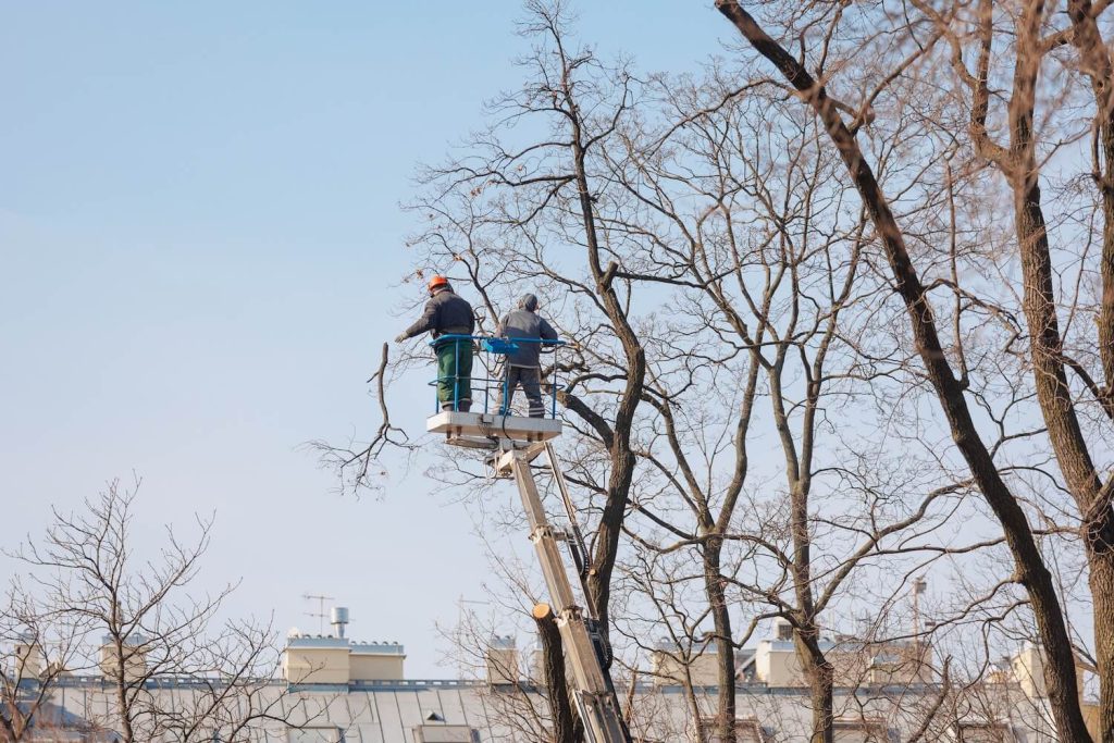 Why You Should Invest in Professional Tree Maintenance Services improve health
