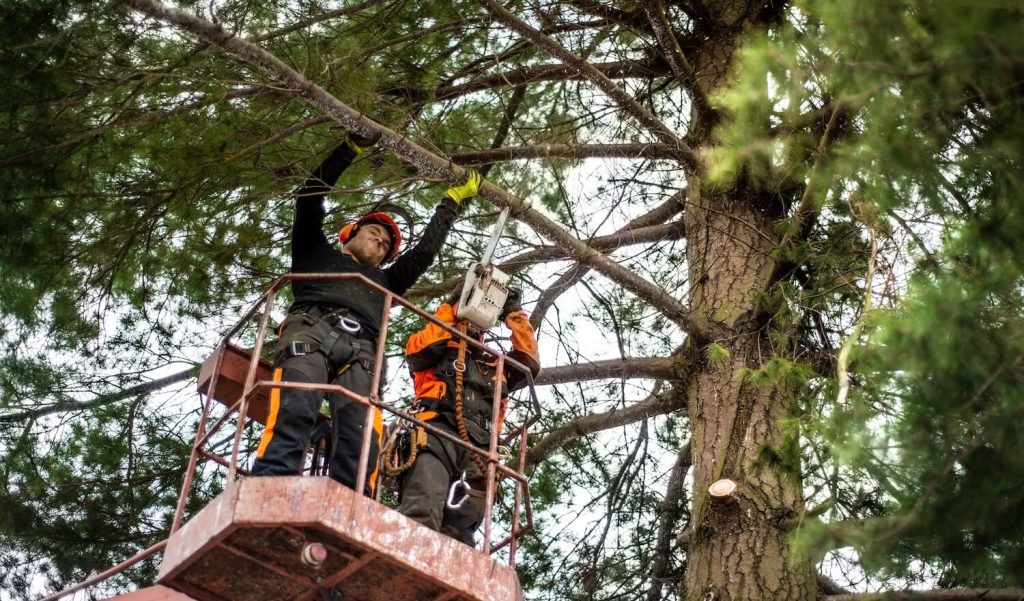 How Professional Tree Services Make Commercial Property Management Much Easier