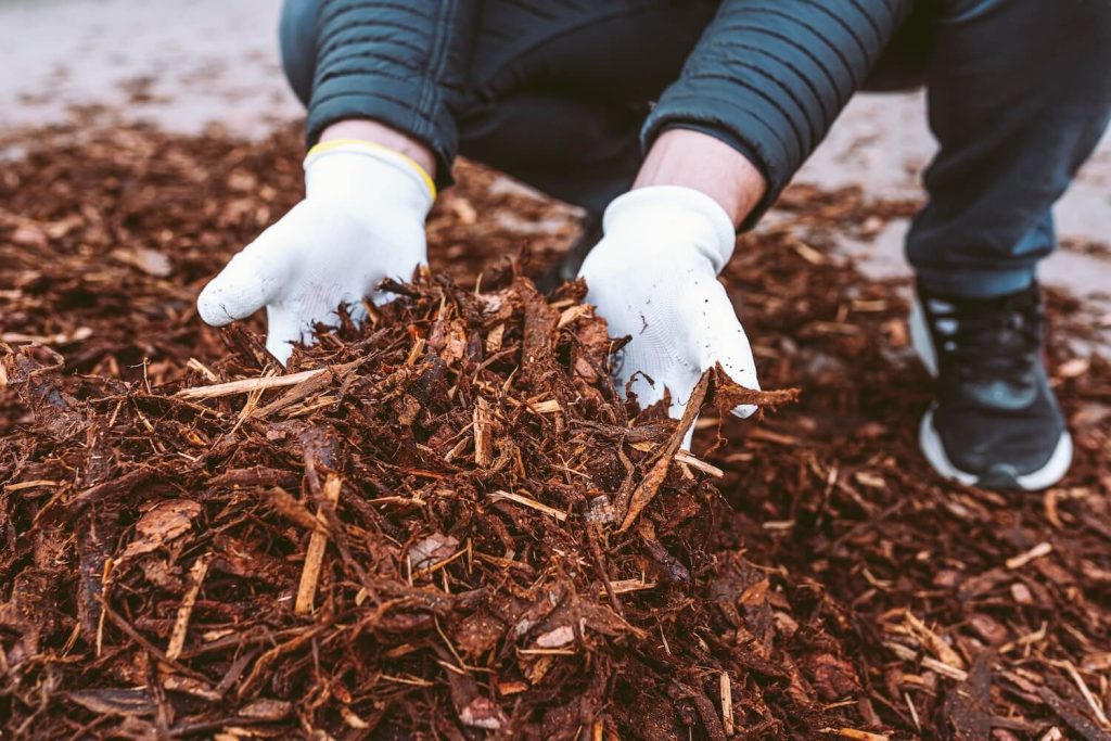 How Forestry Mulching Services Take Your Land From Overgrown to Usable trees