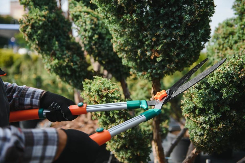 What is The Difference Between Tree Trimming and Professional Tree Pruning Services shape