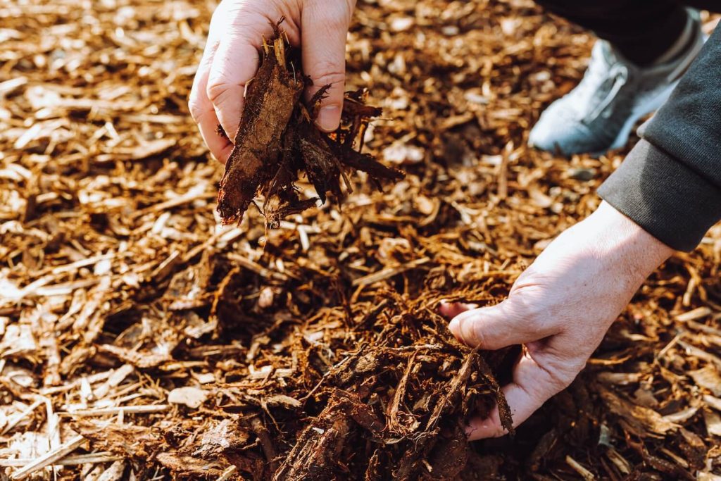 How Professional Forestry Mulching Can Help You Make Your Property Clear for Your Next Project clear soil tree